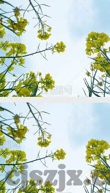 www.麻豆av在线-重塑数字娱乐边界，多元视角下的网络内容探索